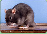 rat control Chessington