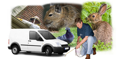 Chessington local van